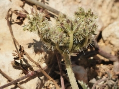 Daucus pumilus