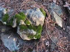 Ptychomitrium crispatum