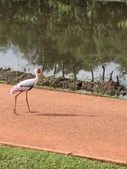 Mycteria leucocephala