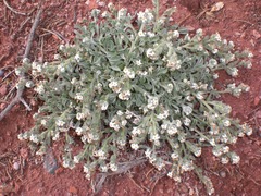 Oreocarya osterhoutii