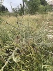 Onopordum palaestinum