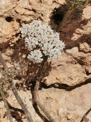 Daucus pumilus