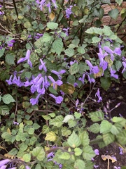 Plectranthus saccatus