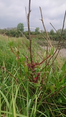 Magnoliopsida