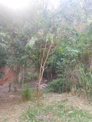 Magnoliopsida