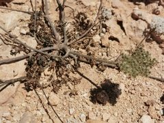 Daucus pumilus