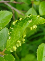 Eriophyes similis