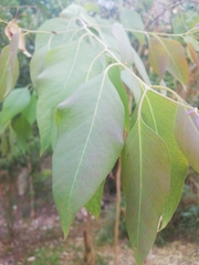 Magnoliopsida