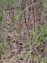 Pipilo erythrophthalmus