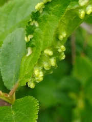 Eriophyes similis