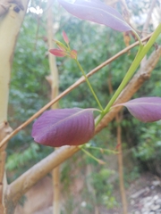 Magnoliopsida
