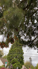 Pseudotsuga menziesii