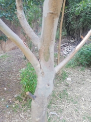 Magnoliopsida