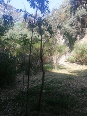 Magnoliopsida