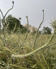 Onopordum palaestinum