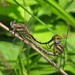 Lancet Clubtail - Photo (c) Vicki  DeLoach, some rights reserved (CC BY-NC-ND)