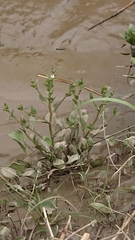Brassicaceae