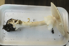 Amanita magnivelaris