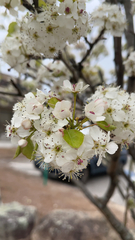Pyrus calleryana