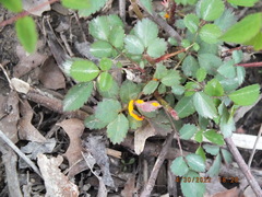 Phragmidium rosae-multiflorae