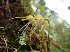 Pleurothallis tetragona