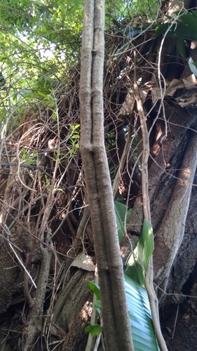 Cyphostemma hypoleucum