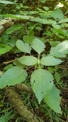 Isoglossa woodii