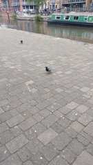 Columba livia domestica