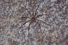 Heteropoda amphora