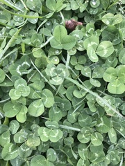 Trifolium repens