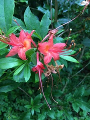 Rhododendron calendulaceum
