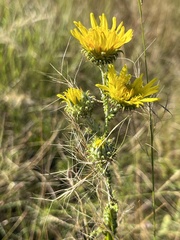 Berkheya rhapontica rhapontica