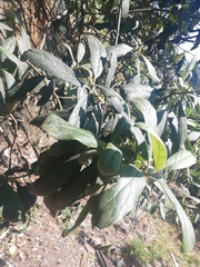 Magnoliopsida