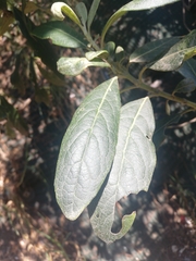 Magnoliopsida