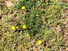 Ranunculus multifidus