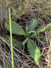 Berkheya rhapontica rhapontica