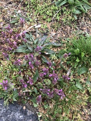 Lamium purpureum