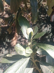 Magnoliopsida