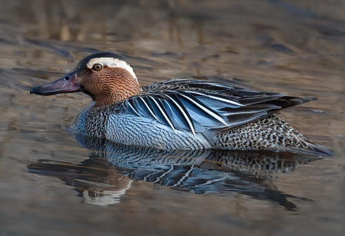 Garganey