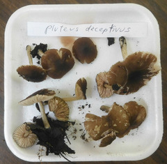 Pluteus deceptivus
