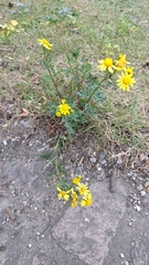 Senecio squalidus