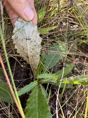 Berkheya rhapontica rhapontica