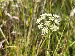 Pimpinella caffra