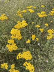 Achillea arabica