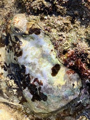 Striostrea margaritacea