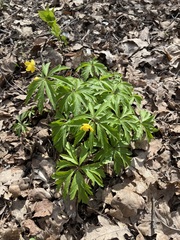 Anemonoides ranunculoides