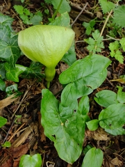 Arum maculatum