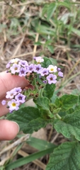 Heliotropium nicotianifolium