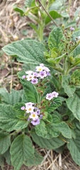 Heliotropium nicotianifolium