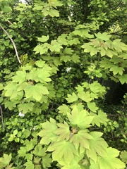 Acer pseudoplatanus